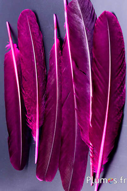 Paon bleu - 30-40 cm - fuchsia-brun
